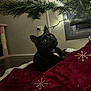 animal, architecture, blackcat, building, cat, christmas, christmasdecorations, conifer, festival, furniture, indoors, kitten, livingroom, outdoors, pet, plant, pottedplant, room, shelter, tree
