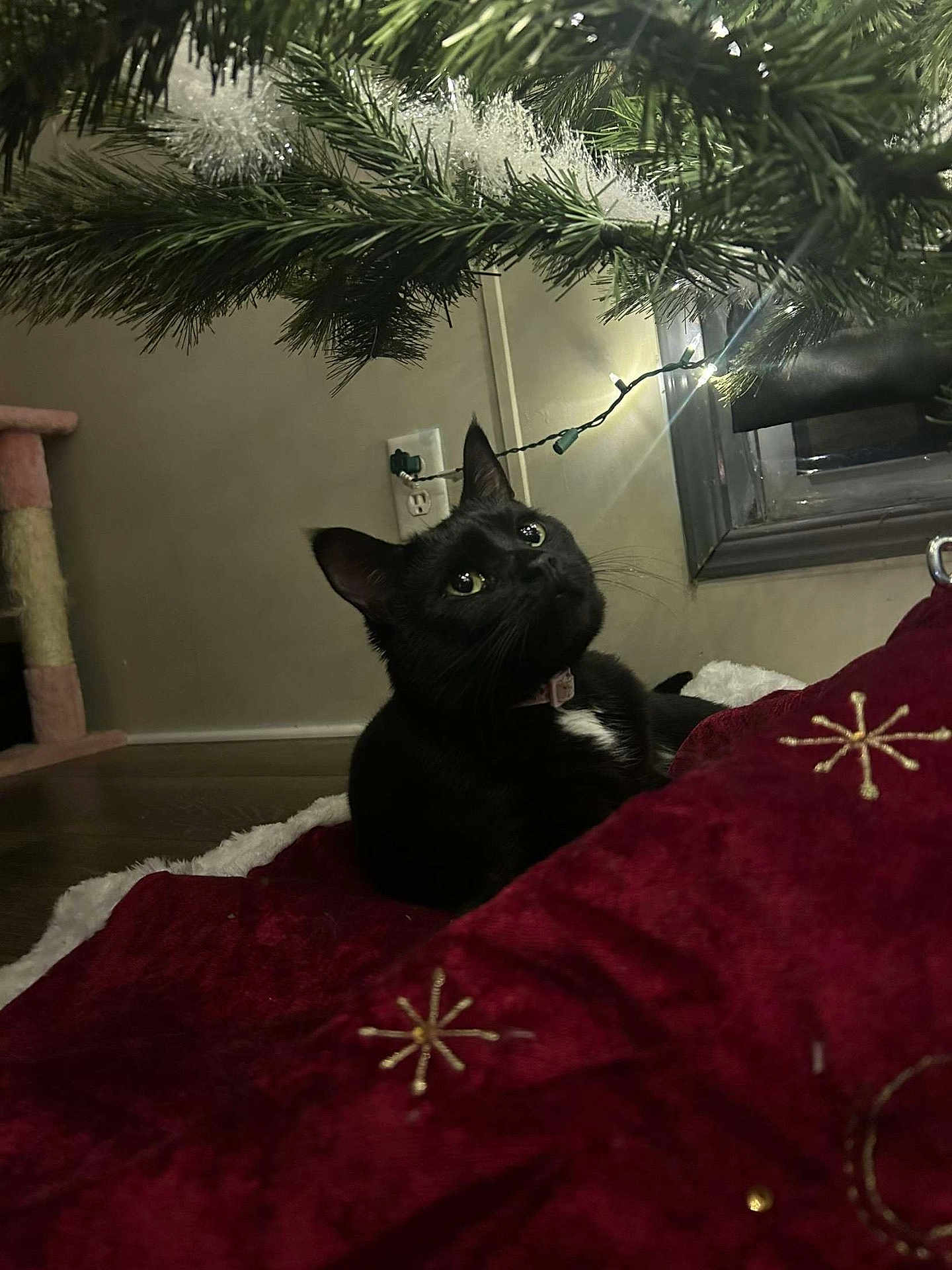 Jiji is registered to the contest to win money with this photo: animal, architecture, blackcat, building, cat, christmas, christmasdecorations, conifer, festival, furniture, indoors, kitten, livingroom, outdoors, pet, plant, pottedplant, room, shelter, tree
