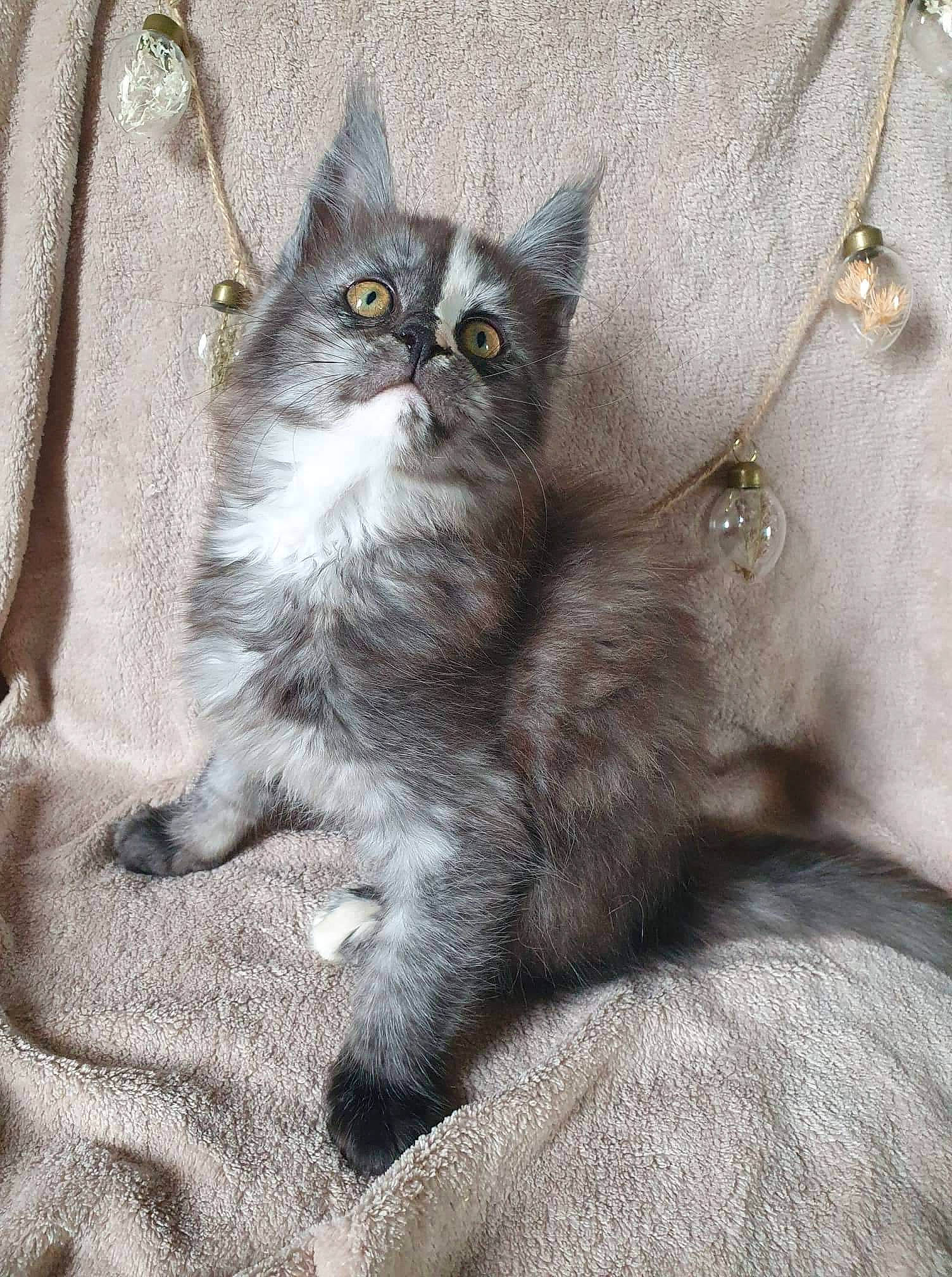 Lilith participe au concours pour gagner de l'argent avec cette photo : carnivore, cat, claw, comfort, domestic_short_haired_cat, felidae, fur, grey, paw, sitting, small_to_medium_sized_cats, snout, tail, terrestrial_animal, whiskers, window