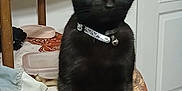 Tina participe au concours pour gagner de l'argent avec cette photo : animal, black_cat, cat, chair, collar, container, curious, domestic_cat, door, eyes, feline, fur, home, indoor, looking, pet, sitting, tablecloth, whiskers, wood