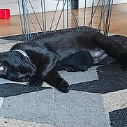 Tina a rejoint le concours — aidez-le/la à gagner de superbes lots ! animal, black_cat, calm, cat, collar, cozy, domestic_animal, floor, furniture, home, indoor, metal_chair_legs, pet, quiet, relaxation, resting, rug, shoe, sleeping, wood_floor