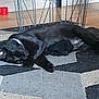 animal, black_cat, calm, cat, collar, cozy, domestic_animal, floor, furniture, home, indoor, metal_chair_legs, pet, quiet, relaxation, resting, rug, shoe, sleeping, wood_floor