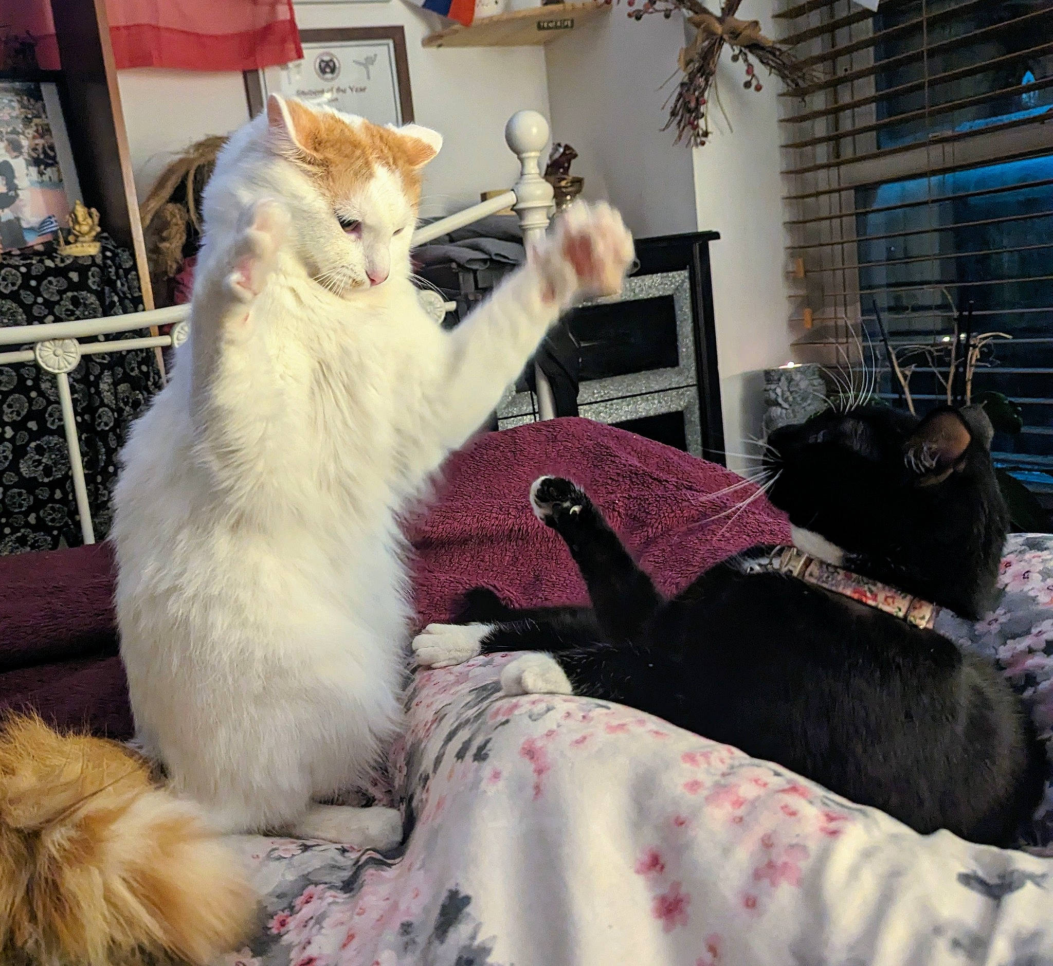 Simba joined the competition — help win amazing prizes! carnivore, cat, comfort, companion_dog, couch, domestic_short_haired_cat, event, fawn, felidae, fur, houseplant, lap, mammal, paw, picture_frame, plant, sitting, small_to_medium_sized_cats, tail, whiskers