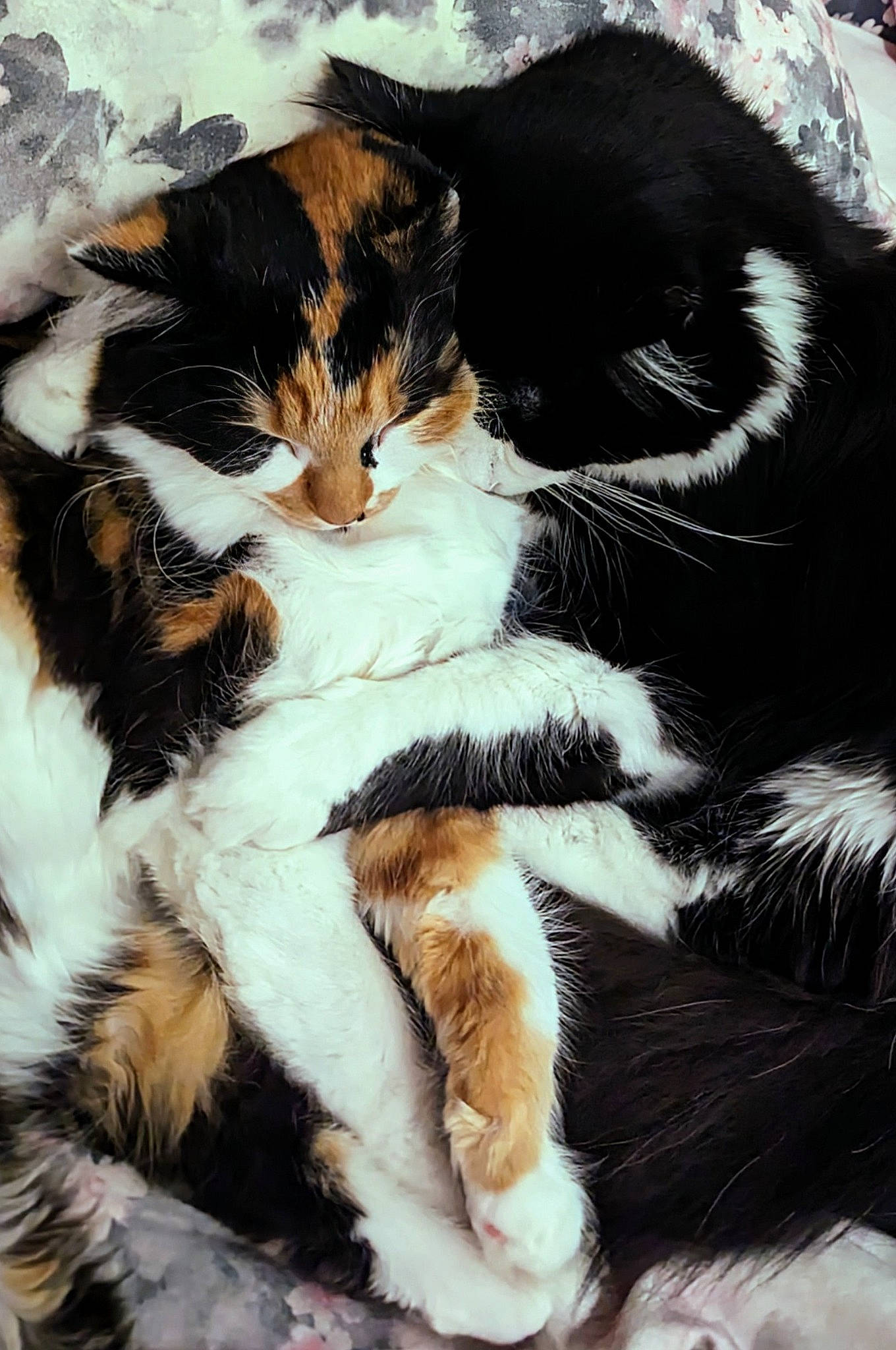 Saffron is registered to the contest to win money with this photo: carnivore, cat, claw, comfort, domestic_short_haired_cat, felidae, foot, fur, nap, paw, sleep, small_to_medium_sized_cats, snout, tail, terrestrial_animal, vertebrate, whiskers