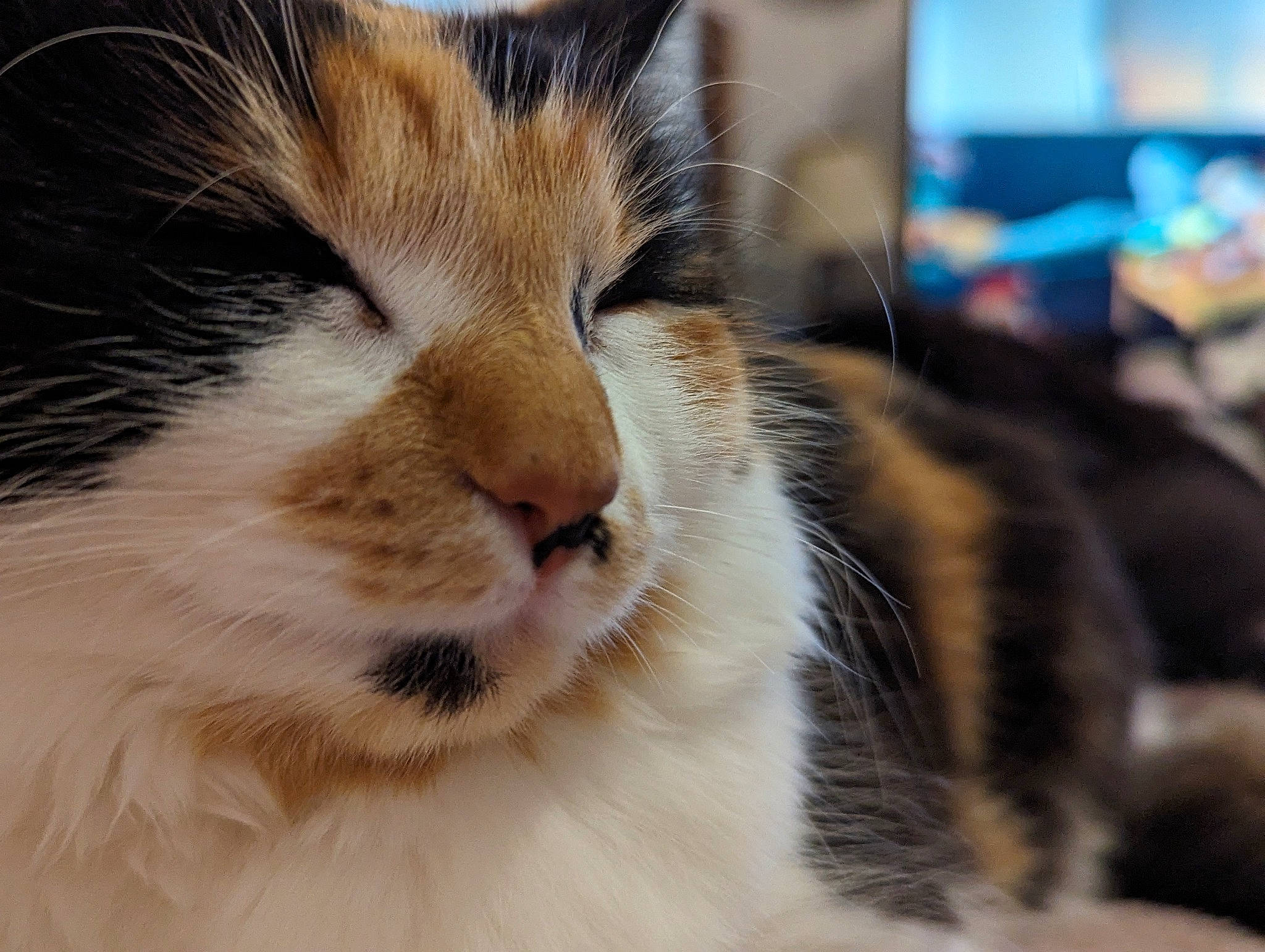 Saffron is registered to the contest to win money with this photo: carnivore, cat, claw, close_up, domestic_short_haired_cat, eye, felidae, fur, head, paw, small_to_medium_sized_cats, snout, terrestrial_animal, whiskers, wildlife