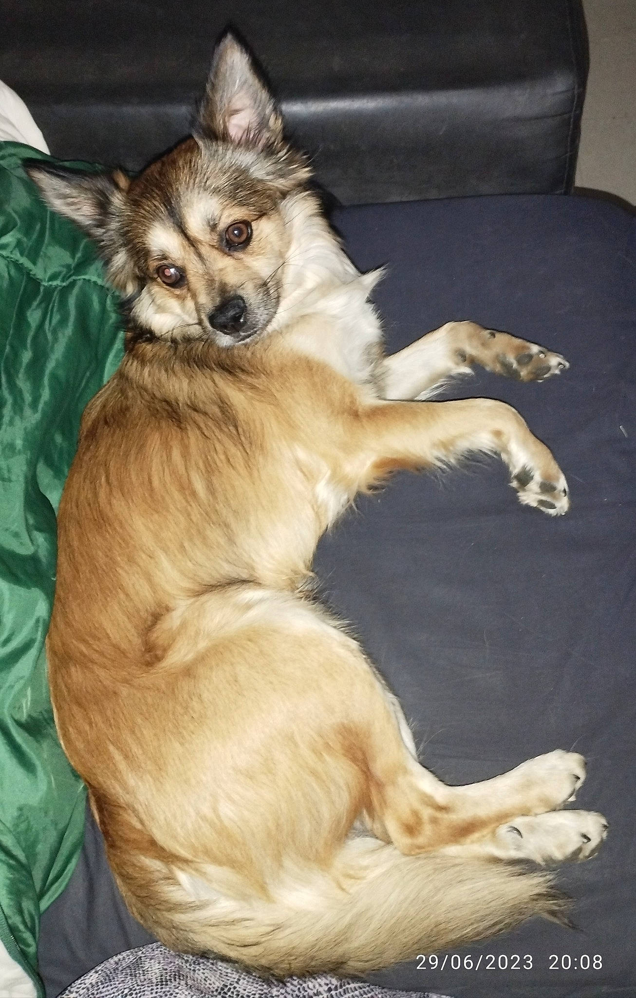 Socrate a rejoint le concours — aidez-le/la à gagner de superbes lots ! canidae, carnivore, claw, comfort, companion_dog, couch, dog, dog_breed, dog_supply, fawn, fur, paw, sitting, sleeper_chair, snout, sofa_bed, tail, terrestrial_animal, whiskers, wildlife