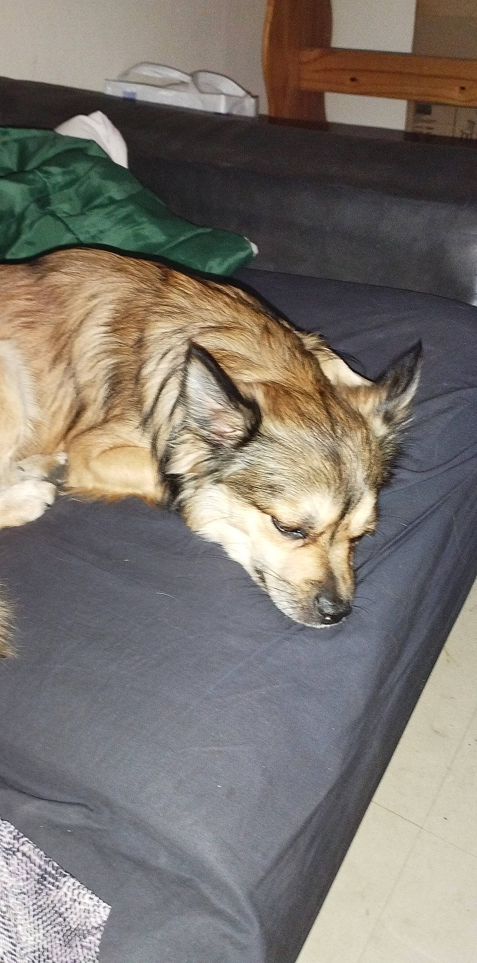 Socrate participe au concours pour gagner de l'argent avec cette photo : canidae, carnivore, comfort, companion_dog, dog, dog_breed, fawn, flooring, fur, nap, puppy, sleep, snout, sporting_group, terrestrial_animal, whiskers, wood