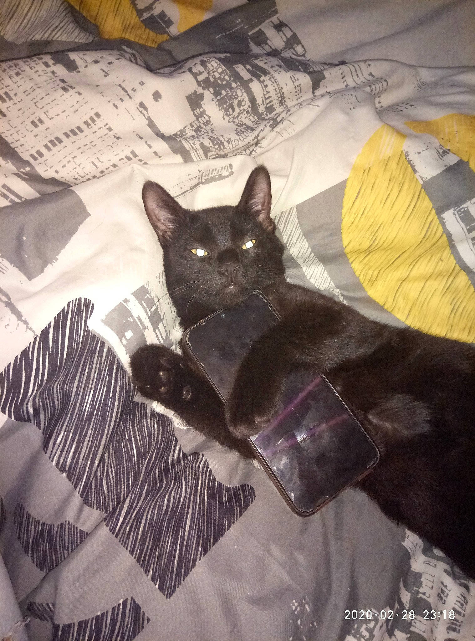 Grosnez participe au concours pour gagner de l'argent avec cette photo : asian, black_cat, burmese, carnivore, cat, domestic_short_haired_cat, felidae, kitten, small_to_medium_sized_cats, tail, whiskers