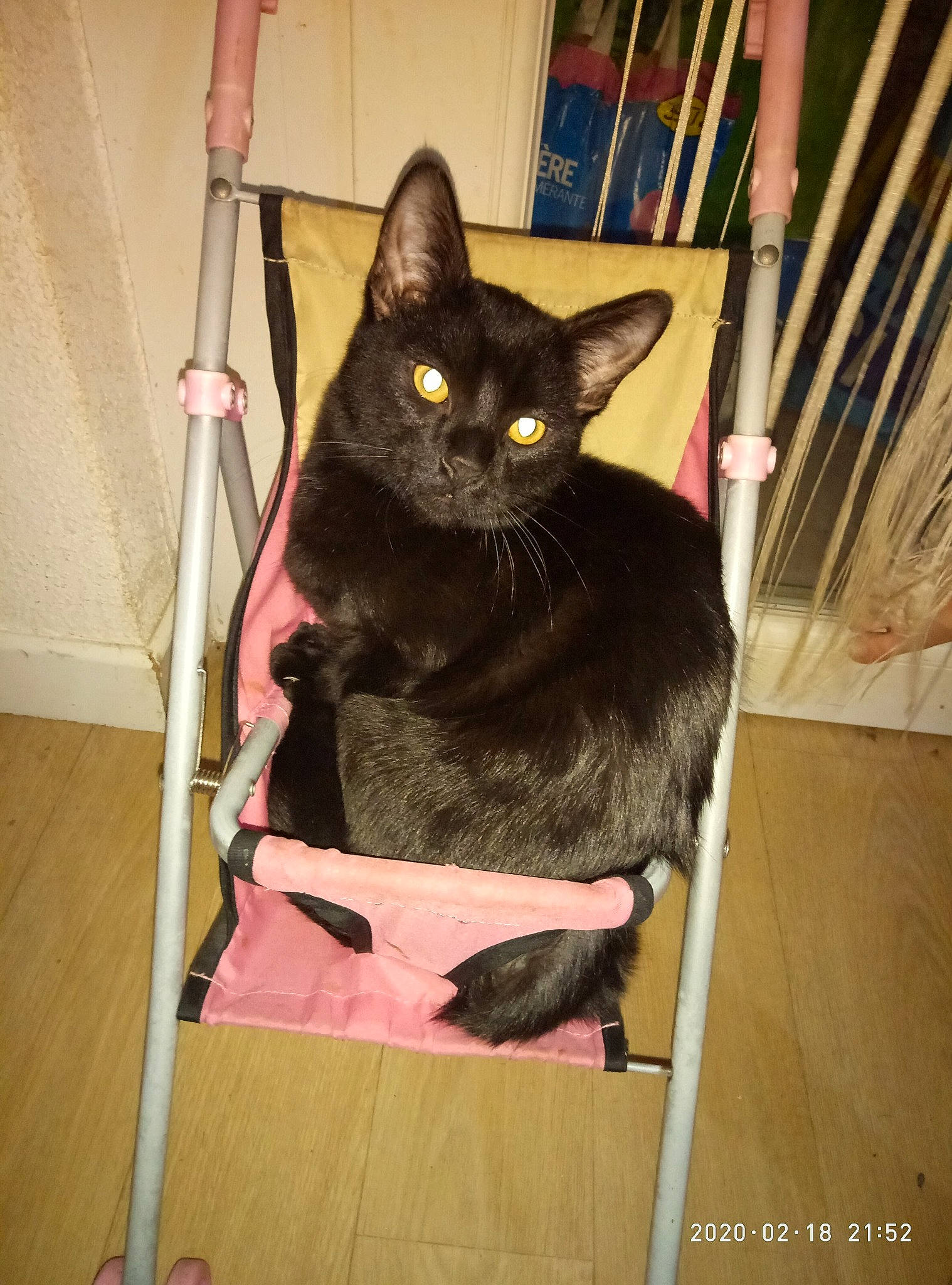 Grosnez a rejoint le concours — aidez-le/la à gagner de superbes lots ! asian, black_cat, carnivore, cat, domestic_short_haired_cat, felidae, korat, small_to_medium_sized_cats, whiskers