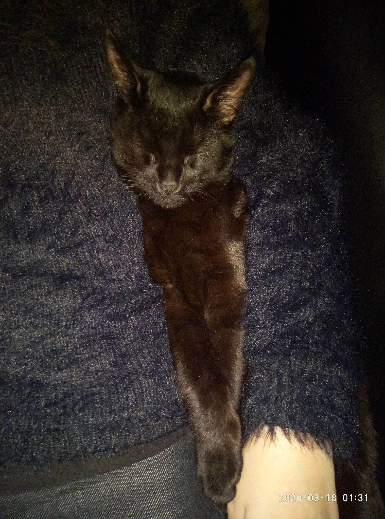 Grosnez a rejoint le concours — aidez-le/la à gagner de superbes lots ! asian, carnivore, cat, chausie, domestic_short_haired_cat, ear, european_shorthair, fawn, felidae, fur, german_rex, kitten, mammal, polydactyl_cat, small_to_medium_sized_cats, tail, whiskers