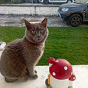 Grisou participe au concours pour gagner de l'argent avec cette photo : cat, gray_cat, mushroom_ornament, window_ledge, grass, fence, car, driveway, outdoor, pet, curious, sitting, daylight, garden, vehicle, gray_fur, collar, domestic_cat, nature, backyard