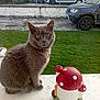 cat, gray_cat, mushroom_ornament, window_ledge, grass, fence, car, driveway, outdoor, pet, curious, sitting, daylight, garden, vehicle, gray_fur, collar, domestic_cat, nature, backyard
