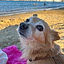 Nougat a rejoint le concours — aidez-le/la à gagner de superbes lots ! beach, blanket, blue_sky, close_up, collar, cute, daytime, dog, fur, nature, ocean, outdoor, pet, portrait, relaxing, sailboats, sand, small_dog, sunlight, water