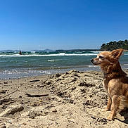 Nougat a rejoint le concours — aidez-le/la à gagner de superbes lots ! animal, beach, canine, dog, landscape, nature, outdoor, pet, relaxation, sand, sea, shore, sky, small_dog, summer, sunlight, sunny, water, waves, wind