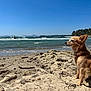animal, beach, canine, dog, landscape, nature, outdoor, pet, relaxation, sand, sea, shore, sky, small_dog, summer, sunlight, sunny, water, waves, wind