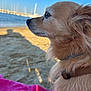 Nougat a rejoint le concours — aidez-le/la à gagner de superbes lots ! animal, beach, calm, canine, closeup, collar, daytime, dog, fur, nature, outdoor, pet, pink_blanket, profile, relaxing, sand, scenic, sky, sunlight, water