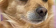 Nougat a rejoint le concours — aidez-le/la à gagner de superbes lots ! animal, background_blur, calm, canine, close_up, companion, dog, ears, expression, fluffy, fur, golden_brown, head_shot, looking_away, muzzle, outdoor, pet, portrait, soft_light, whiskers