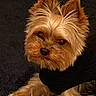 dog, small_dog, yorkshire_terrier, pet, fur, ears, black_sweater, animal, cute, portrait, close_up, indoor, looking, face, canine, furry, companion, domestic_animal, friendly, resting
