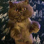 Starla is registered to the contest to win money with this photo: cat, fluffy, lion_cut, pet, animal, wide_eyes, curious, standing, indoor, blanket, patterned_blanket, furry, cute, domestic_cat, mammal, whiskers, paws, fur, small, alert
