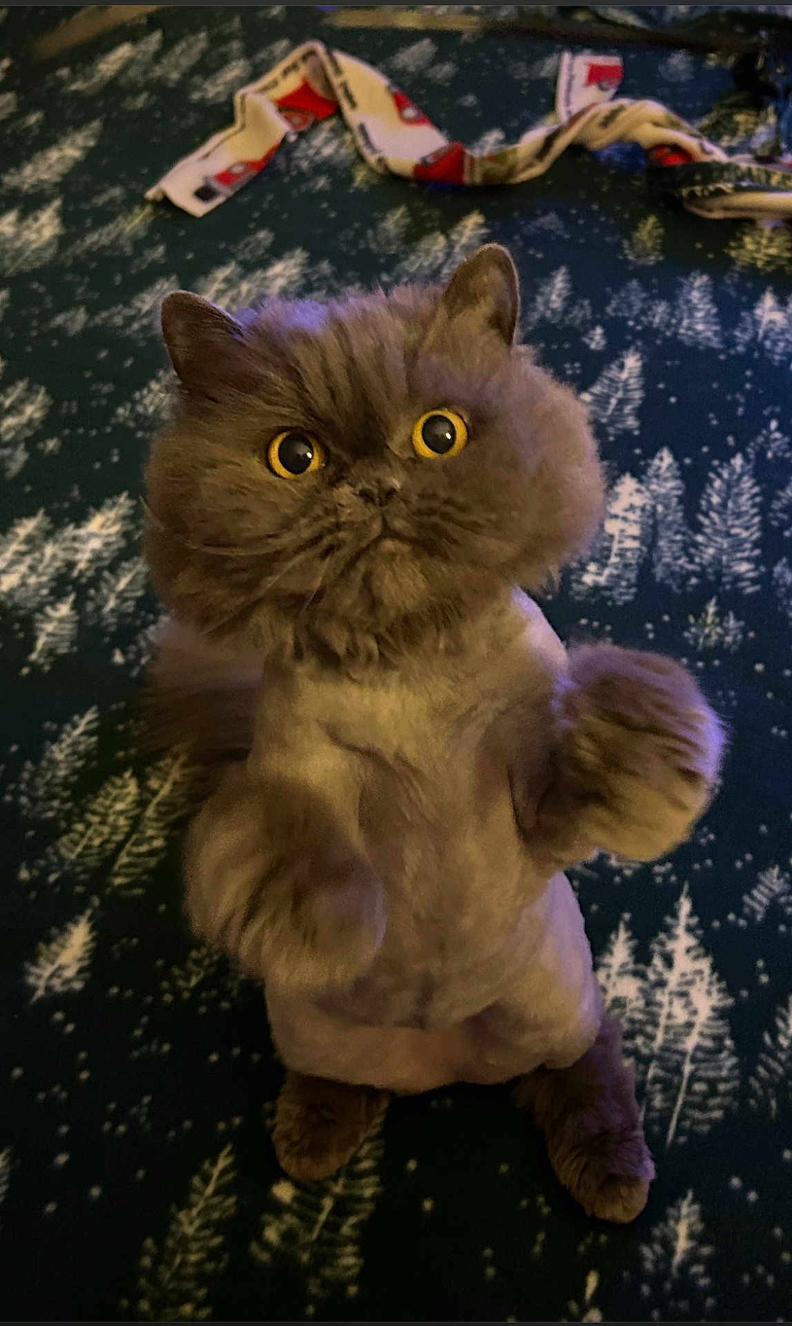 Starla is registered to the contest to win money with this photo: cat, fluffy, lion_cut, pet, animal, wide_eyes, curious, standing, indoor, blanket, patterned_blanket, furry, cute, domestic_cat, mammal, whiskers, paws, fur, small, alert