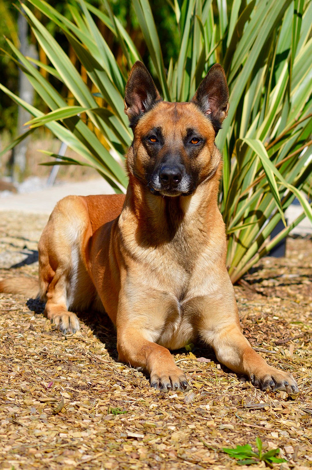 Maximus a rejoint le concours — aidez-le/la à gagner de superbes lots ! ancient_dog_breeds, canidae, carnivore, companion_dog, dog, dog_breed, eye, fawn, fur, grass, paw, plant, snout, soil, sporting_group, terrestrial_animal, trunk, whiskers, wildlife, working_animal