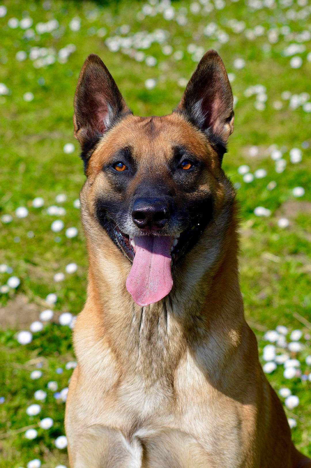 Maximus participe au concours pour gagner de l'argent avec cette photo : belgian_shepherd_malinois, biting, carnivore, collar, dog, dog_breed, fawn, grass, herding_dog, plant, snout, terrestrial_animal, wildlife, working_dog