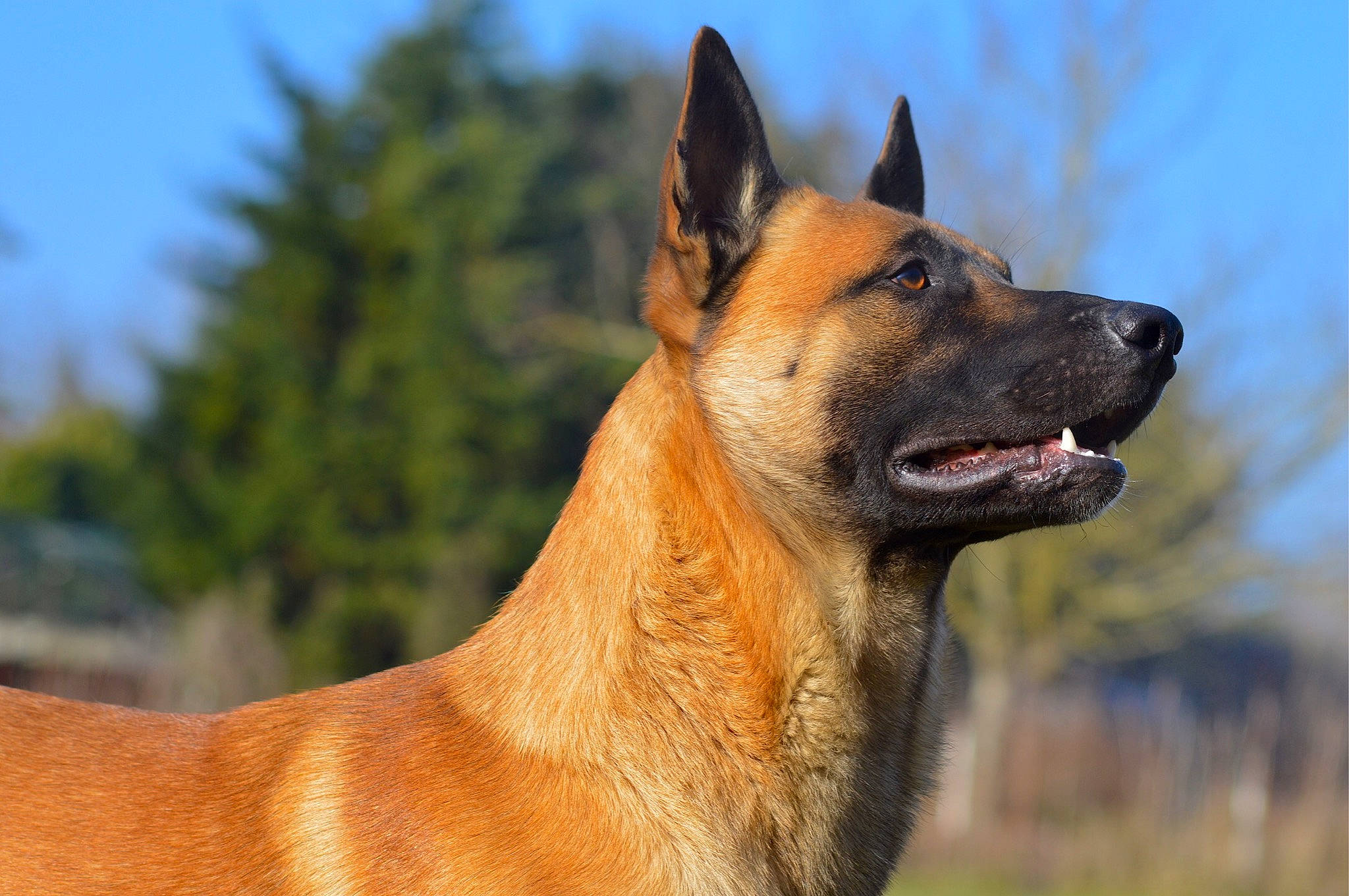 Maximus a rejoint le concours — aidez-le/la à gagner de superbes lots ! biting, canidae, carnivore, collar, dog, dog_breed, fang, fawn, fur, grass, herding_dog, plant, sky, snout, sporting_group, terrestrial_animal, tree, whiskers, wildlife, working_animal