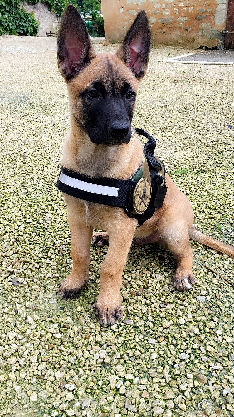 Maximus a rejoint le concours — aidez-le/la à gagner de superbes lots ! canidae, carnivore, collar, companion_dog, dog, dog_breed, dog_collar, dog_supply, fawn, grass, herding_dog, non_sporting_group, paw, pet_supply, snout, sporting_group, terrestrial_animal, toy_dog, working_animal, working_dog