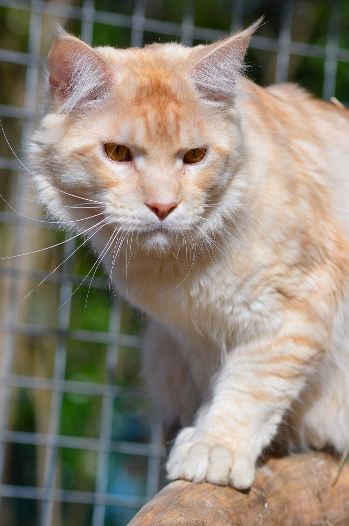 Rainbow a rejoint le concours — aidez-le/la à gagner de superbes lots ! carnivore, cat, close_up, domestic_short_haired_cat, eye, fawn, felidae, fence, fur, grass, mesh, pet_supply, small_to_medium_sized_cats, snout, tail, terrestrial_animal, tree, whiskers, wildlife, window