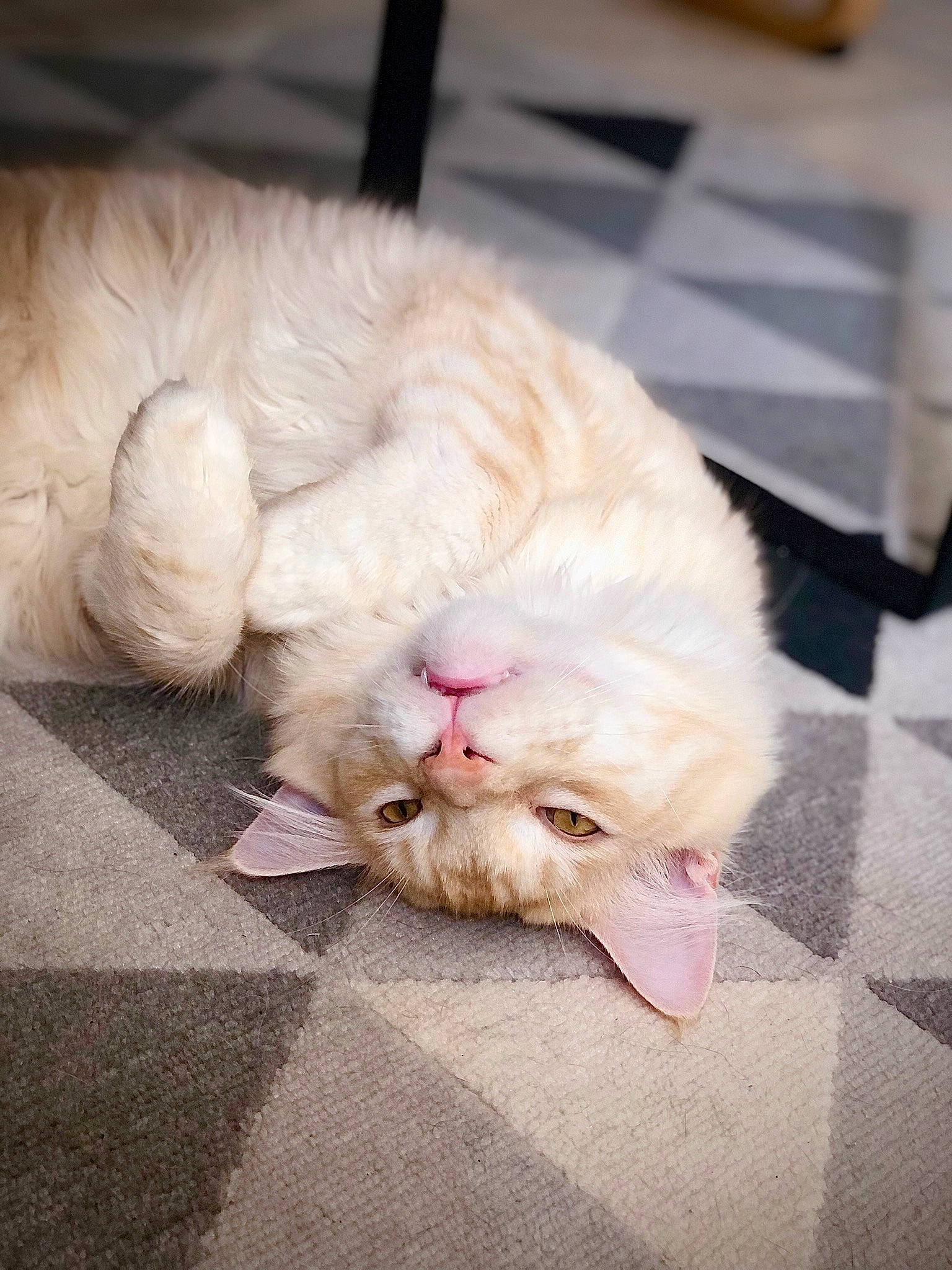 Rainbow a rejoint le concours — aidez-le/la à gagner de superbes lots ! canidae, carnivore, cat, claw, comfort, companion_dog, domestic_short_haired_cat, fawn, felidae, flooring, foot, fur, human_leg, paw, small_to_medium_sized_cats, snout, sporting_group, tail, whiskers, yawn