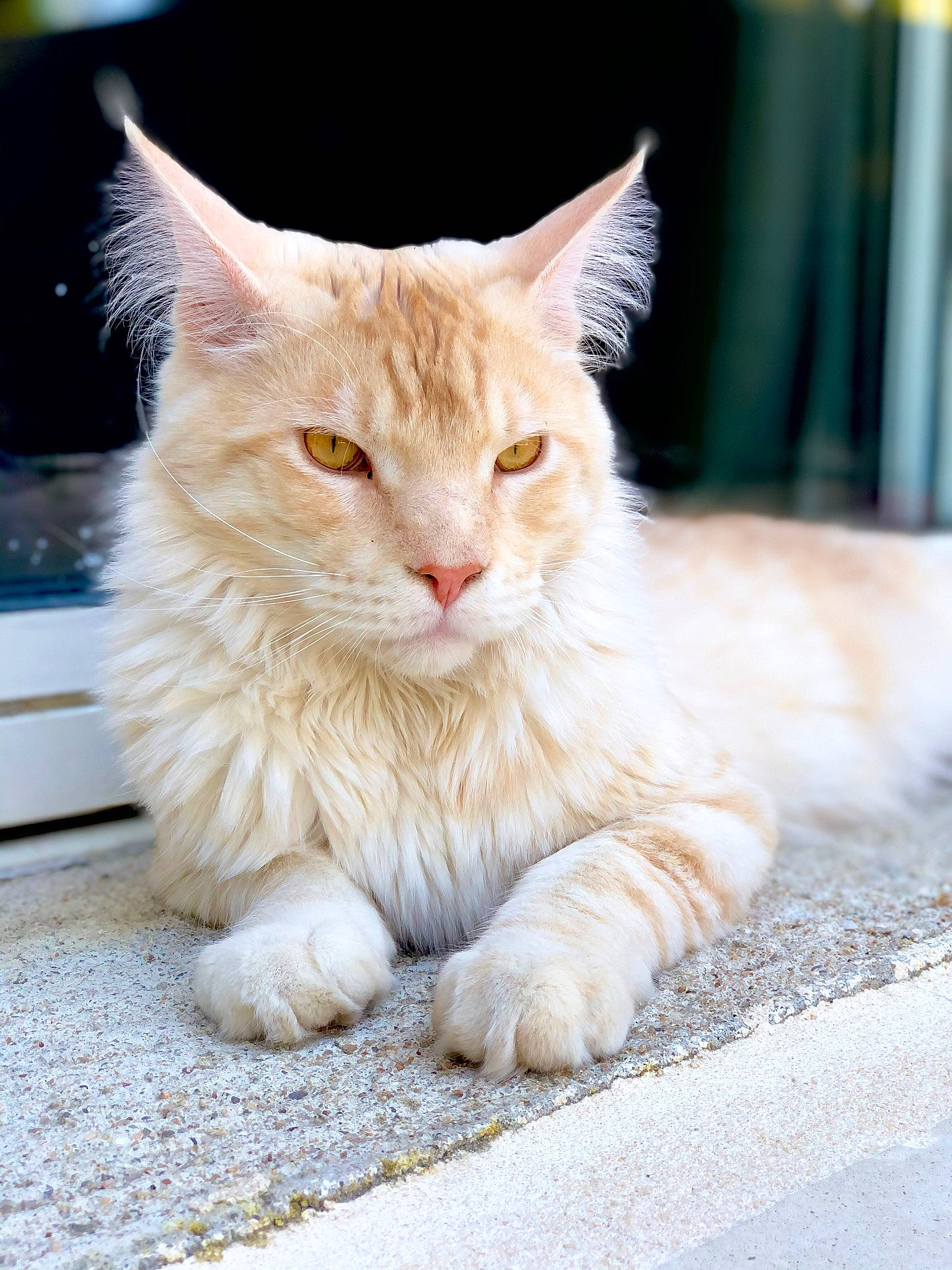 Rainbow participe au concours pour gagner de l'argent avec cette photo : asphalt, carnivore, cat, claw, domestic_short_haired_cat, fawn, felidae, fur, paw, road_surface, sitting, small_to_medium_sized_cats, snout, street, tail, whiskers