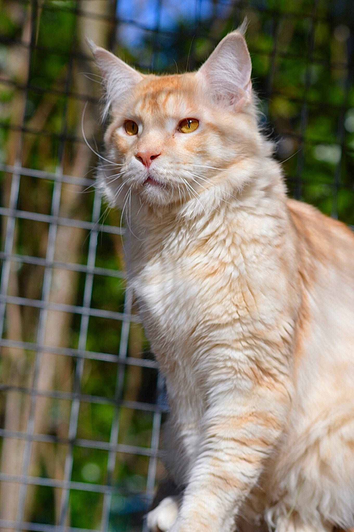 Rainbow a rejoint le concours — aidez-le/la à gagner de superbes lots ! carnivore, cat, domestic_short_haired_cat, event, eye, fawn, felidae, fence, fur, grass, mesh, small_to_medium_sized_cats, snout, tail, terrestrial_animal, tree, whiskers, wildlife, wire_fencing, wood
