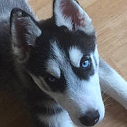 Largo participe au concours pour gagner de l'argent avec cette photo :