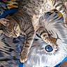 Oslo participe au concours pour gagner de l'argent avec cette photo : animal, architecture, building, cat, couch, cushion, face, furniture, head, homedecor, indoors, kitten, livingroom, manx, person, pet, photography, portrait, room, sleeping