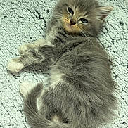 Romeo joined the competition — help win amazing prizes! kitten, cat, gray_fur, white_paws, fluffy, pet, sleepy, cute, animal, indoor, blanket, texture, resting, young, feline, whiskers, ears, tail, soft, cozy