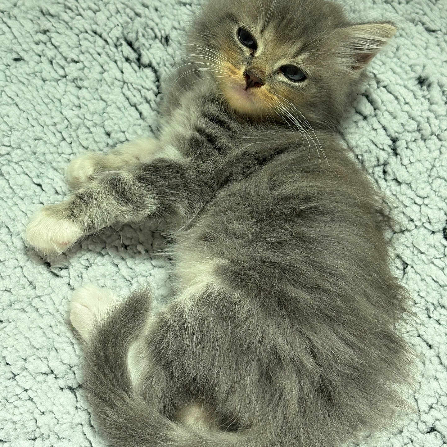 Romeo