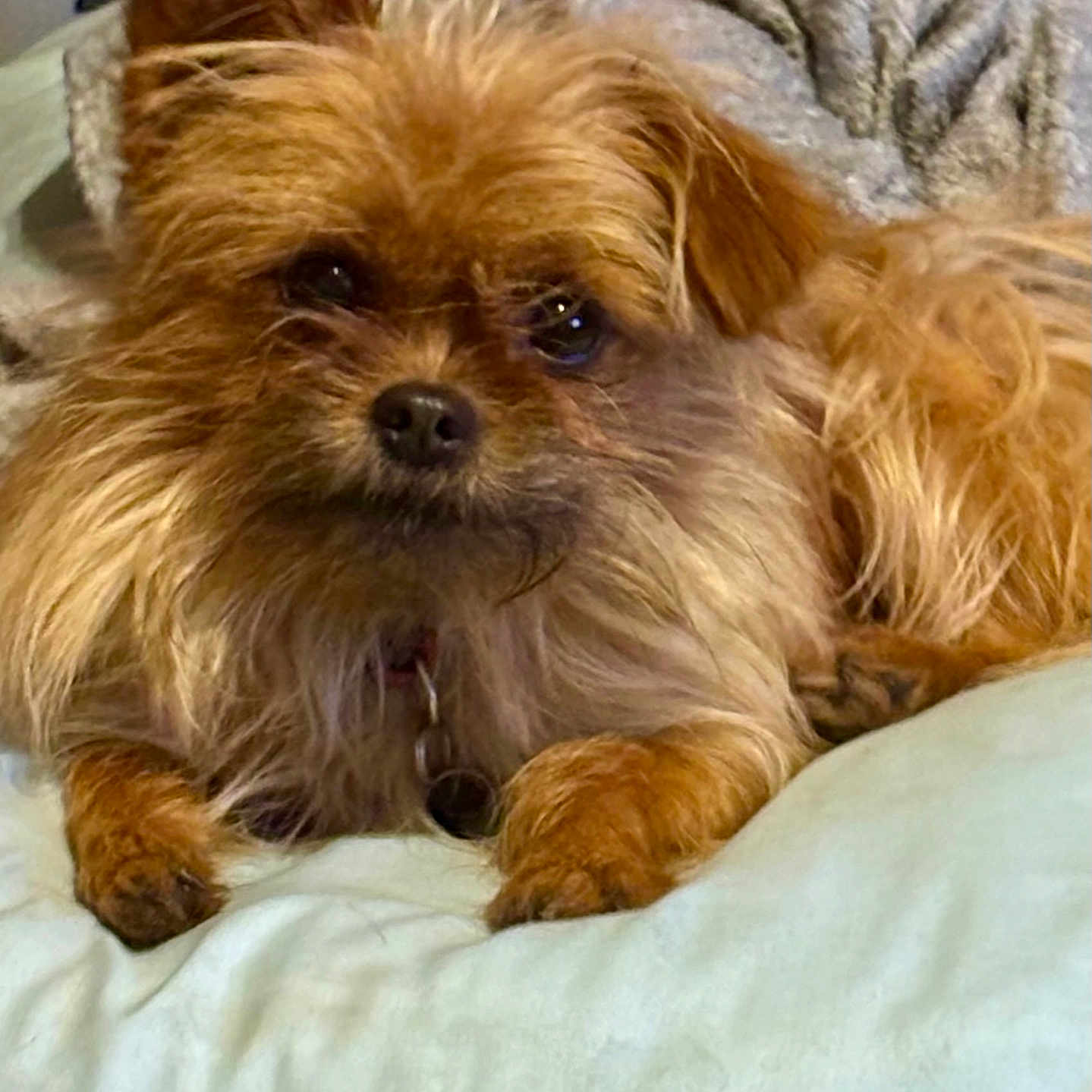 Bear is registered to the contest to win money with this photo: animal, blanket, brown_fur, closeup, companion, cozy, cute, cute_pet, dog, domestic_animal, fluffy_fur, fur, indoor, lying_down, mammal, pet, relaxed, resting, small_dog, soft_texture