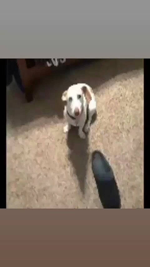 Aggie Girl is registered to the contest to win money with this photo: carnivore, companion_dog, dog, dog_breed, dog_supply, floor, flooring, font, foot, fur, metal, paw, pet_supply, photo_caption, rectangle, sporting_group, tail, terrestrial_animal, wood, working_animal