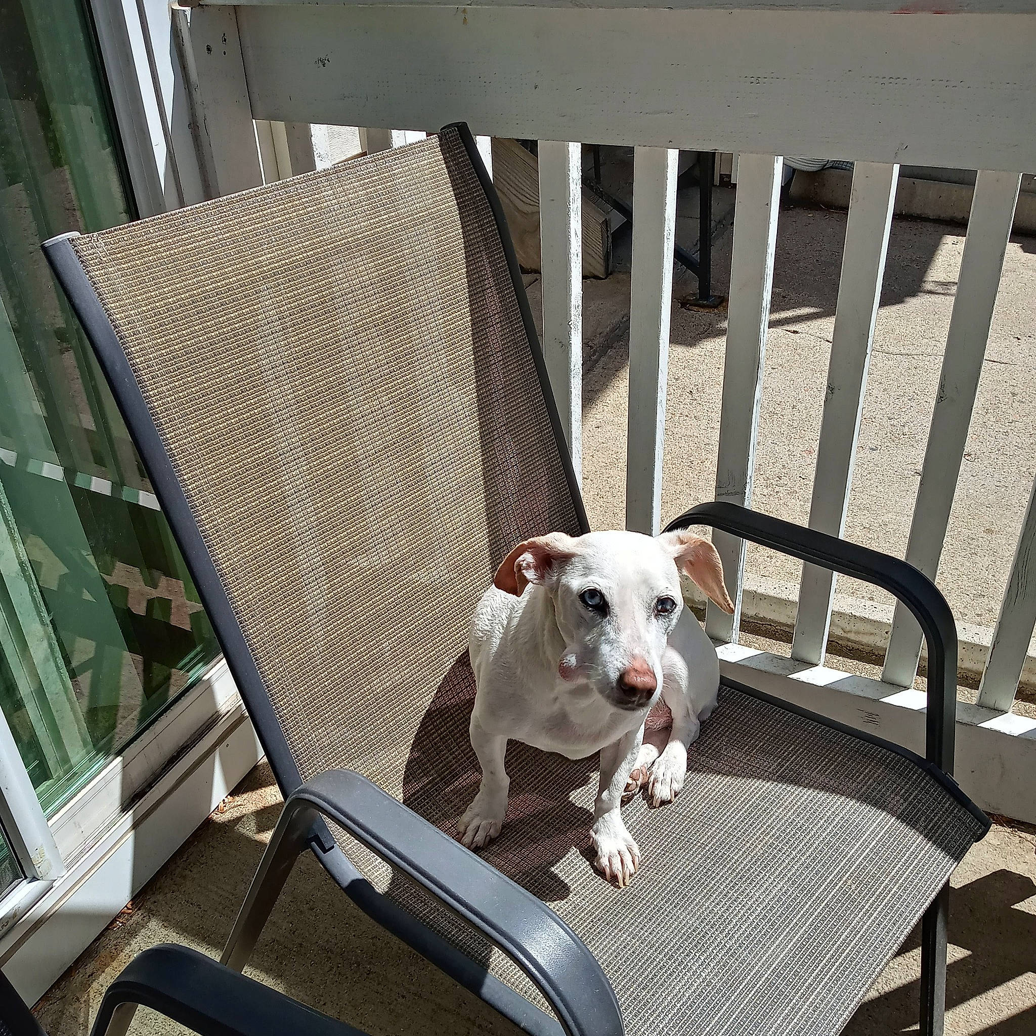 Aggie Girl is registered to the contest to win money with this photo: canidae, carnivore, chair, collar, companion_dog, dog, dog_breed, dog_collar, dog_supply, fashion_accessory, fawn, fence, flooring, leash, metal, outdoor_furniture, pet_supply, snout, terrier, working_animal