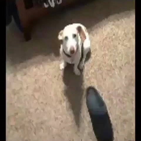 Aggie Girl is registered to the contest to win money with this photo: canidae, carnivore, companion_dog, dog, dog_breed, dog_supply, fawn, floor, flooring, fur, hardwood, non_sporting_group, pet_supply, photo_caption, snout, sporting_group, terrestrial_animal, wood, working_animal