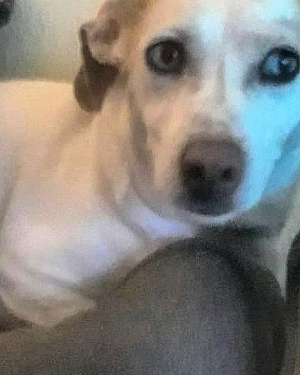 Aggie Girl is registered to the contest to win money with this photo: ancient_dog_breeds, canidae, carnivore, companion_dog, dog, dog_breed, ear, fawn, fur, non_sporting_group, paw, sporting_group, terrestrial_animal, whiskers, working_animal