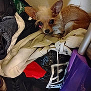 Pumpkin Girl joined the competition — help win amazing prizes! bag, black_bag, clothes, clutter, corner, curled_up, dog, domestic, ears, floor, fur, household_items, indoor, looking, pet, pile, purple_mop, shy, small_dog, white_cloth