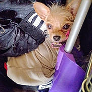 Pumpkin Girl is registered to the contest to win money with this photo: dog, small_dog, puppy, beige_sweater, purple_vacuum, bag, black_bag, indoor, pet, curious, clutter, furniture, floor, close_up, ears, eyes, snout, collar, pink_collar, cozy