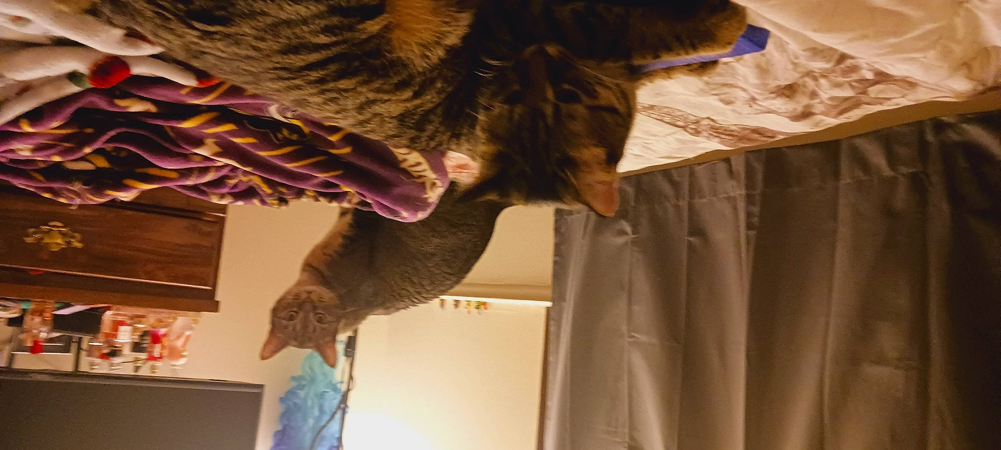 Mixie N Titi is registered to the contest to win money with this photo: claw, comfort, companion_dog, dog, dog_breed, felidae, fur, gesture, guard_dog, natural_material, paw, room, small_to_medium_sized_cats, tail, textile, tree, whiskers