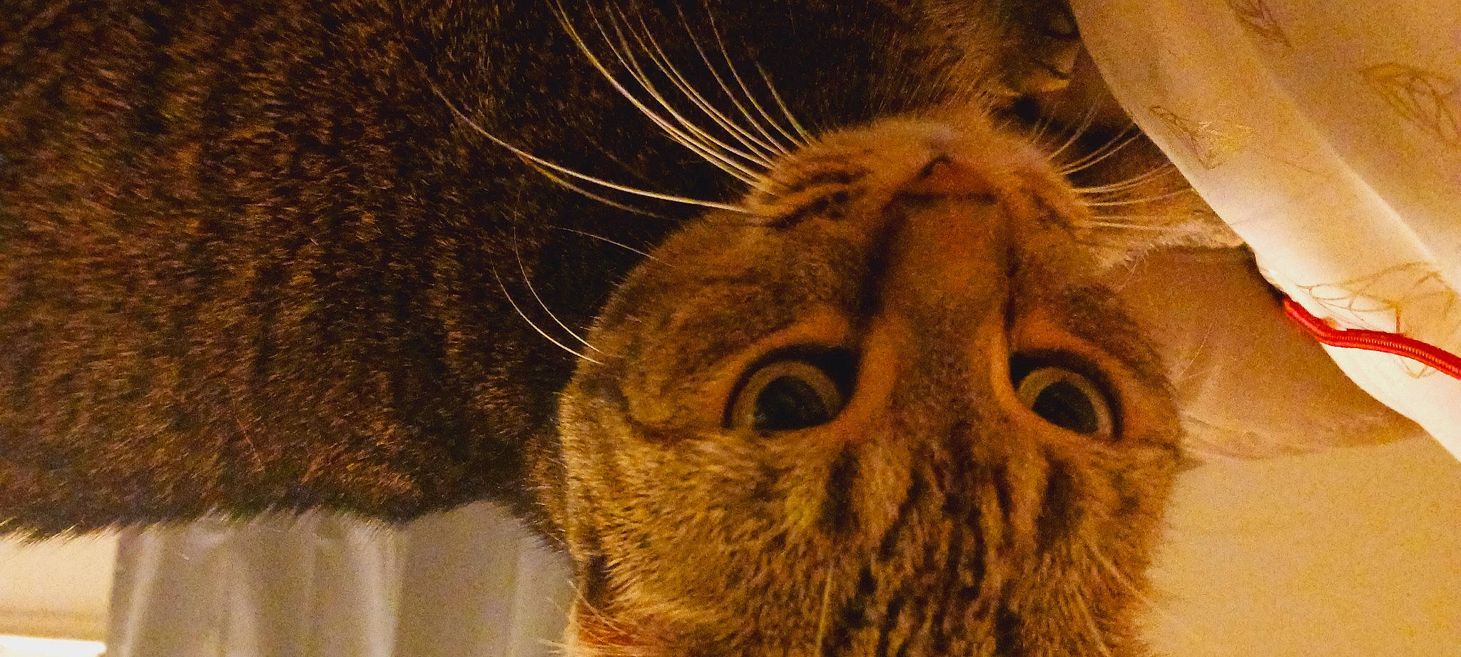 Mixie N Titi is registered to the contest to win money with this photo: bird, carnivore, cat, claw, close_up, domestic_short_haired_cat, ear, eye, eyelash, fawn, felidae, fur, head, paw, screech_owl, small_to_medium_sized_cats, snout, terrestrial_animal, whiskers, wildlife