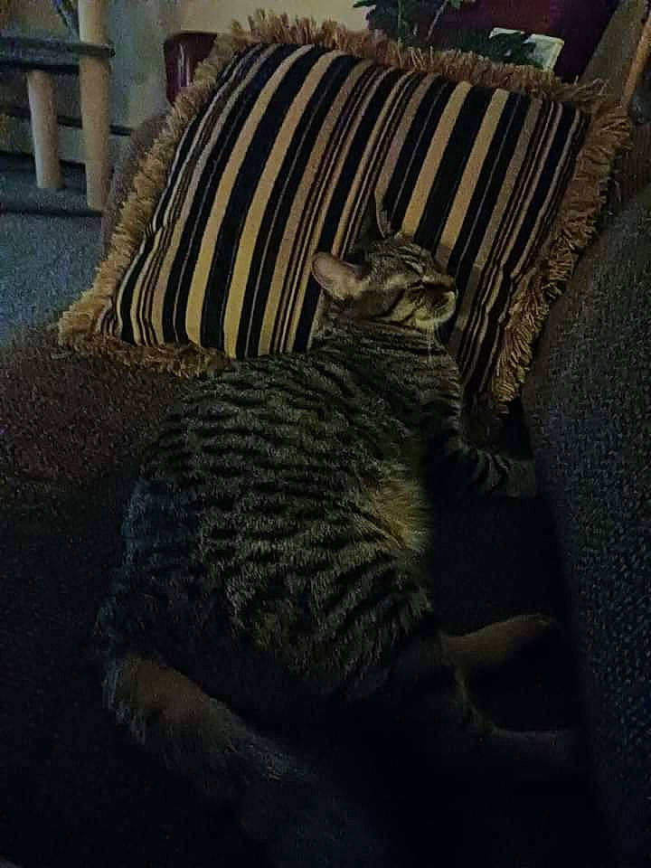 Mixie is registered to the contest to win money with this photo: building, carnivore, cat, comfort, domestic_short_haired_cat, felidae, flooring, fur, grey, pattern, shadow, small_to_medium_sized_cats, snout, tail, terrestrial_animal, tints_and_shades, whiskers, wildlife, window, wood