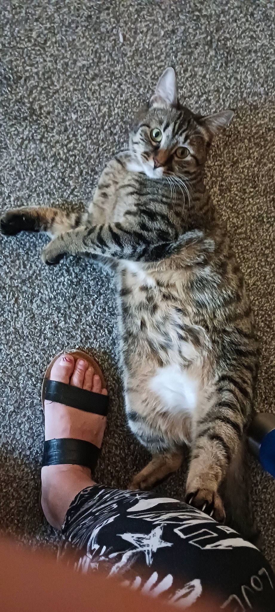 Mixie is registered to the contest to win money with this photo: carnivore, cat, claw, domestic_short_haired_cat, felidae, flooring, foot, fur, human_leg, nail, pattern, paw, small_to_medium_sized_cats, tail, terrestrial_animal, toe, whiskers