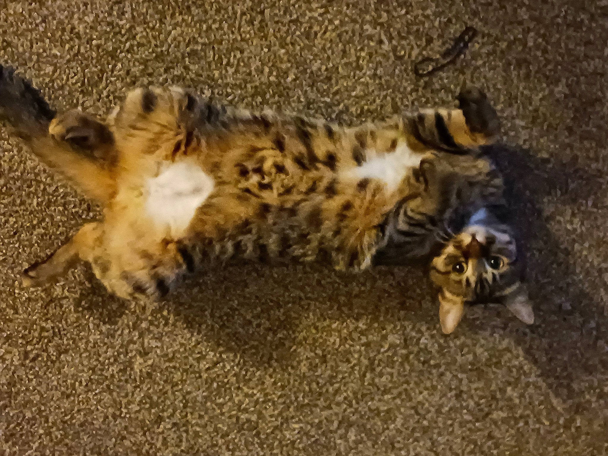 Mixie is registered to the contest to win money with this photo: big_cats, carnivore, cat, claw, domestic_short_haired_cat, fawn, felidae, fur, leopard, paw, small_to_medium_sized_cats, snout, soil, tail, terrestrial_animal, whiskers, wildlife