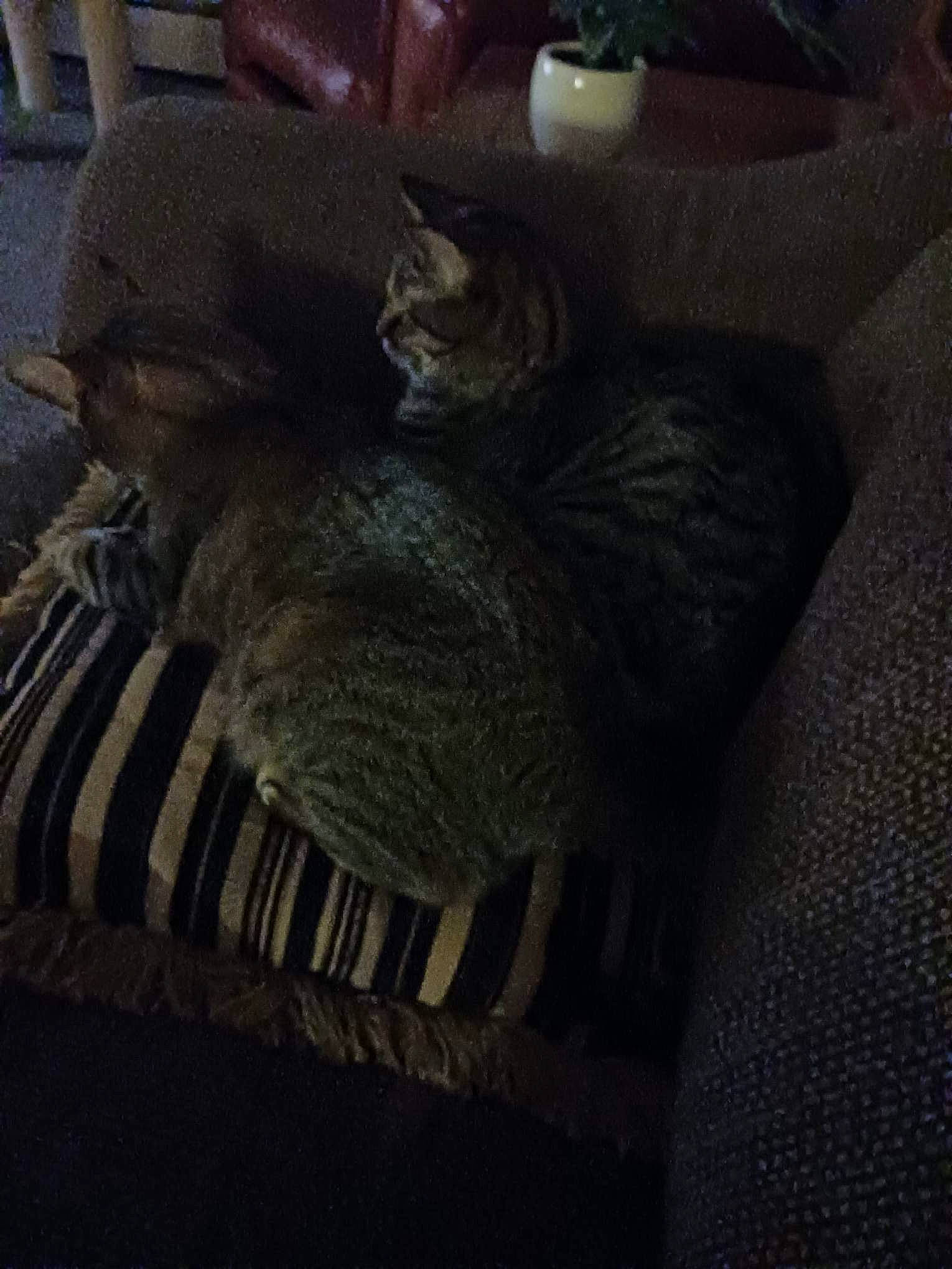 Mixie is registered to the contest to win money with this photo: automotive_tire, carnivore, cat, cloud, comfort, darkness, domestic_short_haired_cat, felidae, fur, grey, human_leg, metal, room, small_to_medium_sized_cats, snout, tail, terrestrial_animal, tints_and_shades, whiskers, wood