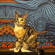 Louise joined the competition — help win amazing prizes! cat, tabby, kitten, pet, animal, sitting, portrait, wide_eyed, whiskers, ears, tail, striped_fur, brown_fur, white_chest, indoor, patterned_background, textile, bench, colorful, decorative